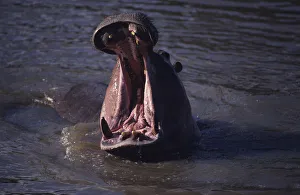 Hippopotamus (Hippopotamus amphibius) yawning in waterhole, Kenya Hippopotamus (Hippopotamus amphibius) yawning in waterhole, Kenya