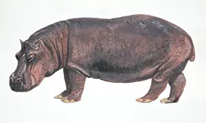 Hippopotamus, Hippopotamus amphibius, side view Hippopotamus, Hippopotamus amphibius, side view