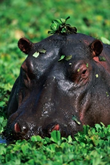 Hippopotamus surrounded by green leaves in pond, close-up Hippopotamus surrounded by green leaves in pond, close-up