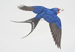 Collections/dorling kindersley prints/hirundo rustica barn swallow flight opening beak Collections/dorling kindersley prints/hirundo rustica barn swallow flight opening beak