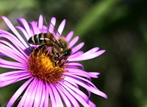 Honey Bee -Apis mellifera- on an Alpine aster -Aster alpinus- Honey Bee -Apis mellifera- on an Alpine aster -Aster alpinus-