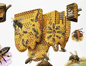 Honey bees, (Apis mellifera) honeycomb and life cycle, expanded cross-section and insets Honey bees, (Apis mellifera) honeycomb and life cycle, expanded cross-section and insets