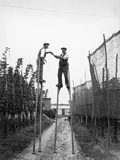 Hop Pickers