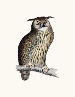 <b class=qtipBold><figcaption>Horned owl bird</figcaption></b><br>A photograph of an original hand-colored engraving from The History of British Birds by Morris published in 1853-1891.<br><em>© mashuk</em> Horned owl bird