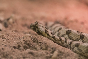Horned Puff Adder -Bitis caudalis-, Living Desert Snake Park, Walvis Bay, Namibia Horned Puff Adder -Bitis caudalis-, Living Desert Snake Park, Walvis Bay, Namibia