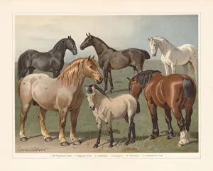 Horse breeds, chromolithograph, published in 1897 Horse breeds, chromolithograph, published in 1897