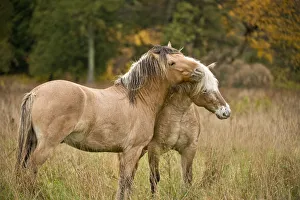 Horse Love Horse Love