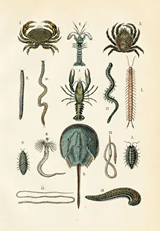 Horseshoe crab, lobster, shrimp, crab engraving 1872 Horseshoe crab, lobster, shrimp, crab engraving 1872