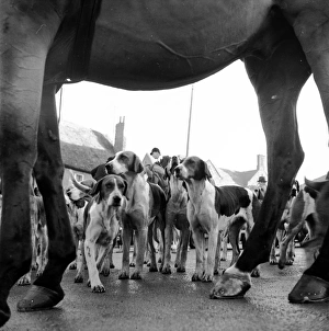 Hounds And Horse Hounds And Horse