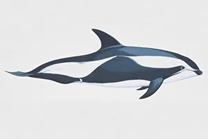 Hourglass dolphin (Lagenorynchus cruciger) Hourglass dolphin (Lagenorynchus cruciger)