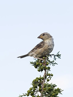 House Sparrow (Passer domesticus) , on the branch of a small tree. Spain House Sparrow (Passer domesticus) , on the branch of a small tree. Spain