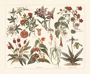 Houseplants, chromolithograph, published in 1897 Houseplants, chromolithograph, published in 1897