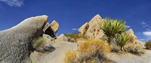 Huge granite rocks of Split Rocks and green Mojave Yucca or Spanish Dagger -Yucca schidigera Huge granite rocks of Split Rocks and green Mojave Yucca or Spanish Dagger -Yucca schidigera