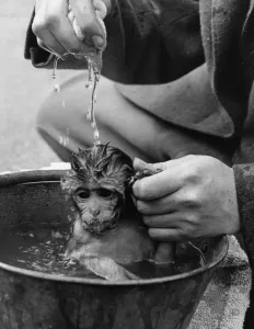 Whipsnade Zoo Animals Prints: Bathtime For Monkey
