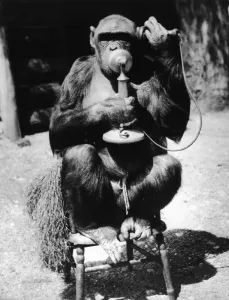 FPG Photography Archive Prints: Dial M For Monkey