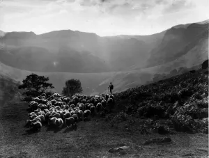 Prints of circa 1900: A shepherd herding his sheep through Langdale valley in Cumberland. (Photo by Walmsley Brothers/Hulton Archive/Getty Images) Cumberland Prints: Shepherd And Flock Print: A Langdale Valley Scene