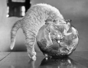 Cute Kitten Images Prints: Full Up Inside