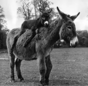 Prints of 17th May 1963: A mother donkey with her baby resting comfortably on her back. (Photo by G. R. Greated/Fox Photos/Getty Images) England Prints: Mother Love Print: A Mother Donkey with Her Baby