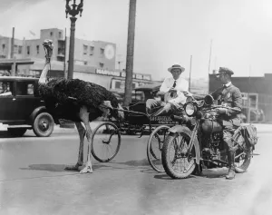 Ostrich Pull Print: A 1930 Los Angeles Scene