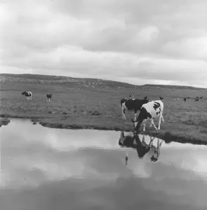 Fine Art Storehouse Print of Reflected Cows July 1965