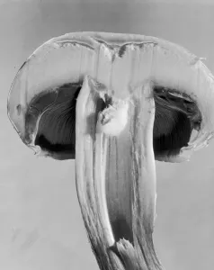 Fine Art Storehouse Print: Close-up of Split Mushroom, 1955