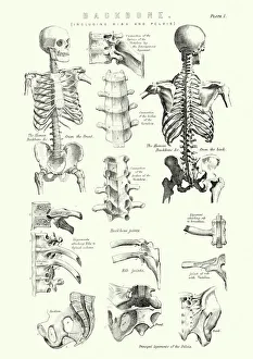 Human Anatomy - Backbone including Ribs and Pelvis Human Anatomy - Backbone including Ribs and Pelvis
