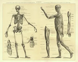 Human Anatomy Skeleton and muscles of the body Human Anatomy Skeleton and muscles of the body