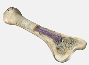 Human bone, cross section diagram of Femur showing osteon, veins, marrow Human bone, cross section diagram of Femur showing osteon, veins, marrow