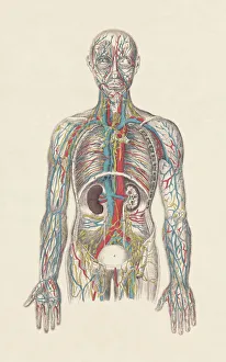 Human circulatory system, hand-coloured engraving, published in 1861 Human circulatory system, hand-coloured engraving, published in 1861