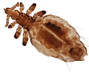 Human head louse, LM Human head louse, LM