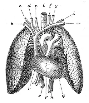Human lungs engraving 1872 Human lungs engraving 1872