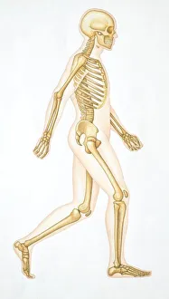 Human skeleton showing all the joints in walking position Human skeleton showing all the joints in walking position