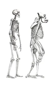 Human Skeleton and Monkey Print
