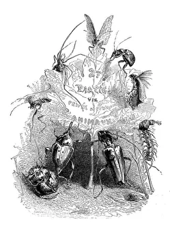 Humanized animals illustrations: Insects and leaf (Photos Framed...) #14707431 Humanized animals illustrations: Insects and leaf (Photos Framed...) #14707431