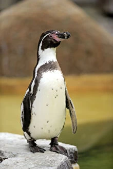 Images Dated 23rd February 2013: Humboldt Penguin or Peruvian Penguin -Spheniscus humboldti-, adult, Luisenpark, Mannheim