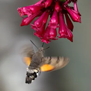 Hummingbird Hawk-moth at at the blossoms of Early jessamine Hummingbird Hawk-moth at at the blossoms of Early jessamine