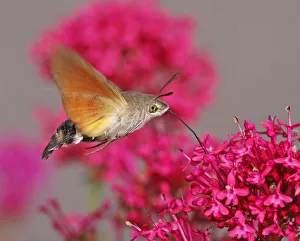 Hummingbird Hawk-Moth (Macroglossum stellatarum) Hummingbird Hawk-Moth (Macroglossum stellatarum)