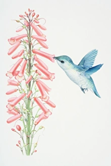 Hummingbird hovering by pink flowerhead and sucking nectar out of flower, side view Hummingbird hovering by pink flowerhead and sucking nectar out of flower, side view