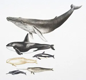 Humpback Whale, Killer Whale, Beluga, Pacific White-Sided Dolphin, Ganges River Dolphin and Narwhal Humpback Whale, Killer Whale, Beluga, Pacific White-Sided Dolphin, Ganges River Dolphin and Narwhal