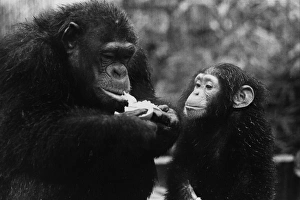 Hungry Chimp Hungry Chimp