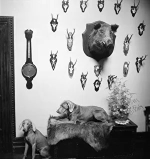 Hunting Trophies Hunting Trophies