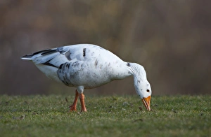 Hybrid between Greylag or Graylag goose -Anser anser- and Domestic goose, Stuttgart, Baden-Wuerttemberg, Germany Hybrid between Greylag or Graylag goose -Anser anser- and Domestic goose, Stuttgart, Baden-Wuerttemberg, Germany