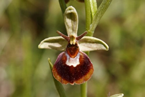 Hybrid of a Spider Orchid and a Bumblebee Orchid -Ophrys sphegodes x Ophrys holoserica-, flower Hybrid of a Spider Orchid and a Bumblebee Orchid -Ophrys sphegodes x Ophrys holoserica-, flower
