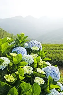 Hydrangea Macrophylla Prints: Hydrangea (Hydrangea macrophylla) in front of mountains