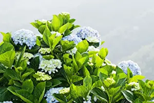 Hydrangea Macrophylla Prints: Hydrangea (Hydrangea macrophylla) in front of mountains