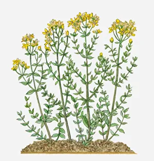 Hypericum perforatum (St Johns Wort) with yellow flowers and green leaves on tall stems Hypericum perforatum (St Johns Wort) with yellow flowers and green leaves on tall stems