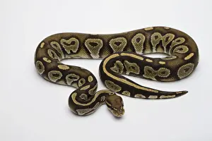 Prints of Hypo Black Head Hat Albino Ball Python or Royal Python -Python regius-, male Royal Python Prints: Hypo Black Head Albino Ball Python Print