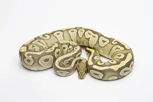 Prints of Hypo Mojave Ball Python or Royal Python -Python regius-, female Royal Python Prints: Hypo Mojave Ball Python Print