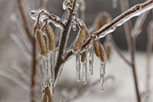 Ice-coated male catkins, inflorescence, Common Hazel -Corylus avellana-, wienerwald, Sulz im Wienerwald, Lower Austria Ice-coated male catkins, inflorescence, Common Hazel -Corylus avellana-, wienerwald, Sulz im Wienerwald, Lower Austria