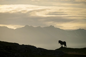 Iceland horse, silhouette, south-eastern coast, Iceland, Europe Iceland horse, silhouette, south-eastern coast, Iceland, Europe